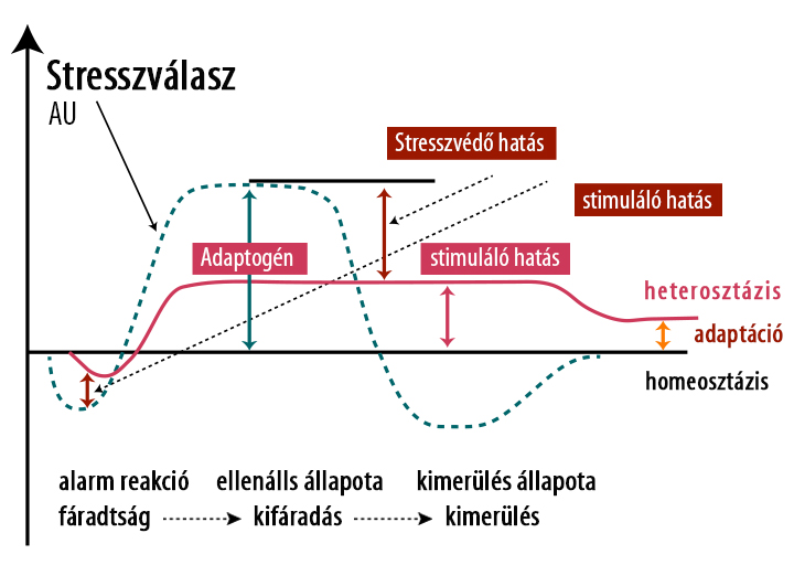Mik azok az adaptogének? Nézzük meg kicsit tudományos szemmel!