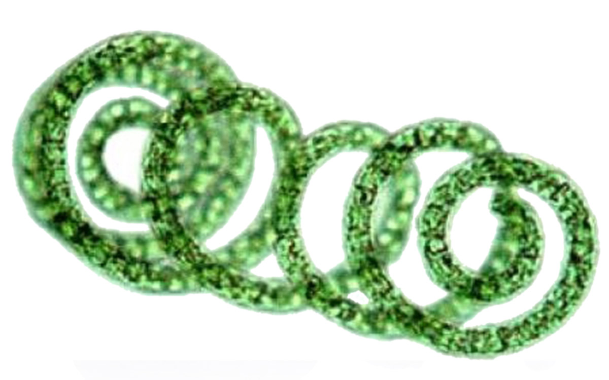 A sejtfal nélküli spirulina tápanyagai sejtszinten szívódnak Keresd az adalékanyagmentes spirulina tablettákat!
